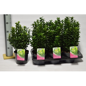 Euonymus japon. 'Green Spire'