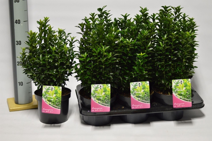 <h4>Euonymus japon. 'Green Spire'</h4>
