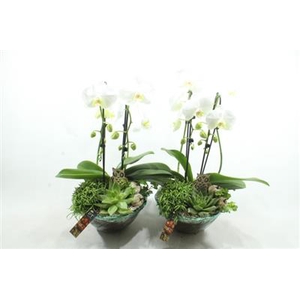 1540 WIT BLUE GLAS PHAL