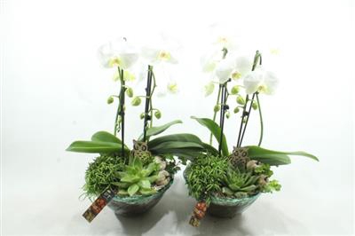 <h4>1540 WIT BLUE GLAS PHAL</h4>