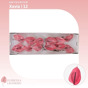 Anthurium Xavia