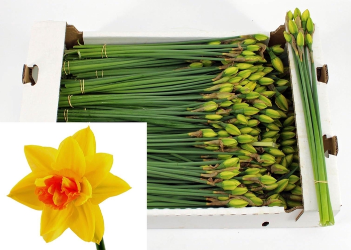 <h4>Narc Du Apotheose</h4>