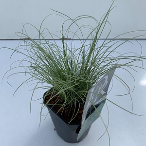 Graminées Carex 'Frosted Curls'