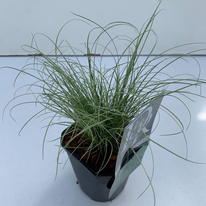 <h4>Graminées Carex 'Frosted Curls'</h4>