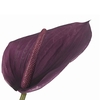 Anthurium Aubergine