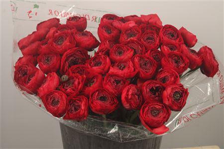 <h4>Ran... Su Tango Super X50</h4>