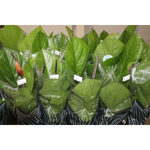 ANTHURIUM JENMANII P19