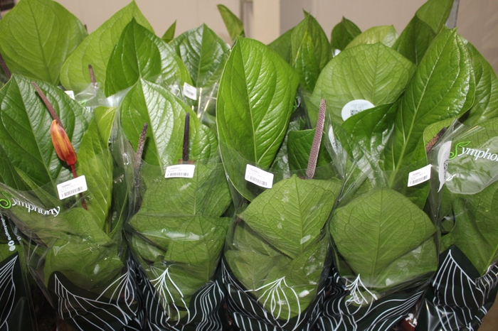 <h4>ANTHURIUM JENMANII P19</h4>