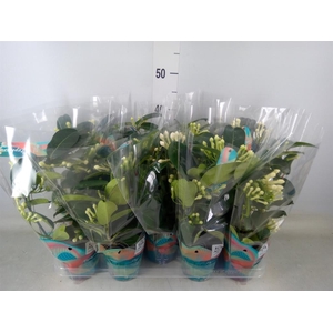 Stephanotis floribunda   ...