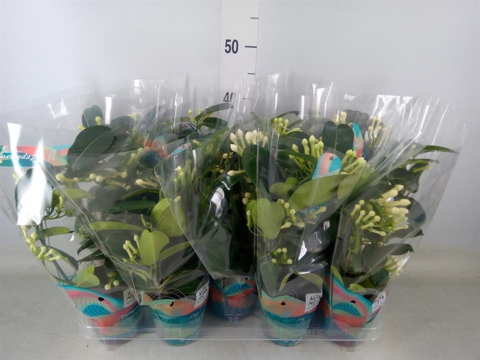 <h4>Stephanotis floribunda   ...</h4>