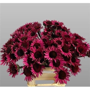 Echinacea Fatal Attract