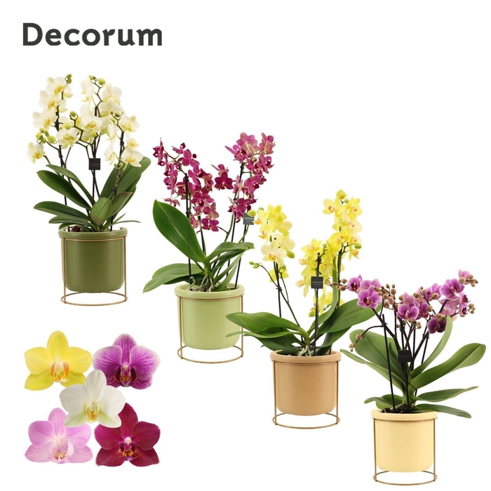 <h4>Phalaenopsis dazzling melange 3-4 tak in Lynn (Silent moods-coll</h4>