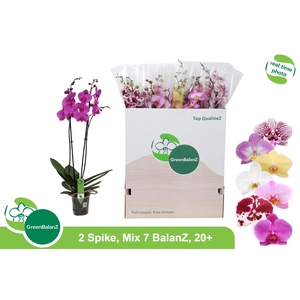 PHAL GEM 7 KL