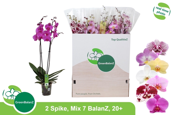 <h4>PHAL GEM 7 KL</h4>