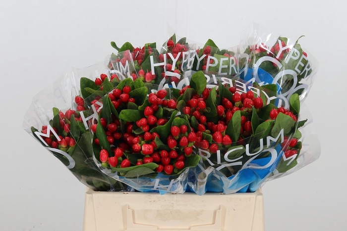 <h4>Hyp Coco Diablo</h4>