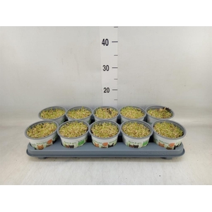 Hordeum sp.   ...kattegras zaai