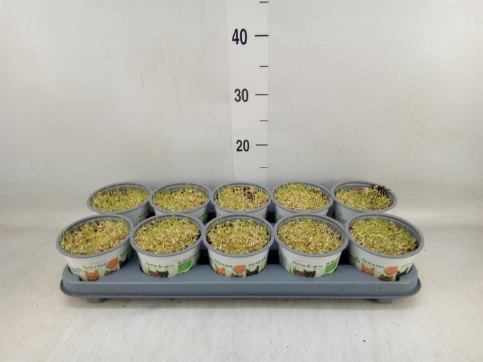 <h4>Hordeum sp.   ...kattegras zaai</h4>