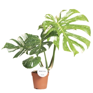 Monstera deliciosa Thai Constellati