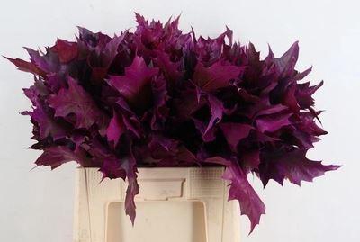 <h4>Quercus rubra   ...colored H%</h4>