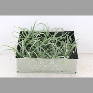 arr3 CP - Till. Curly bonsai L x15