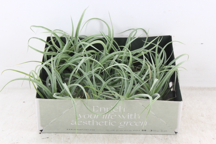 <h4>arr3 CP - Till. Curly bonsai L x15</h4>