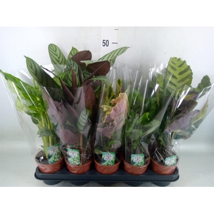Calathea   ...mix 5
