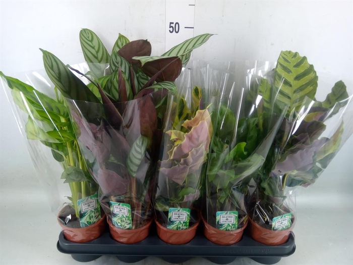 <h4>Calathea   ...mix 5</h4>