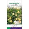 Cephalanthus occidentalis