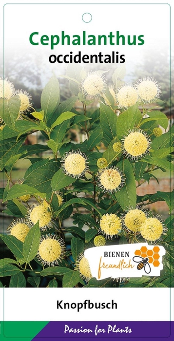 Cephalanthus occidentalis