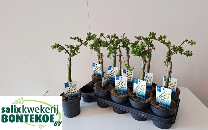 <h4>SALIX ARBUSCULA</h4>