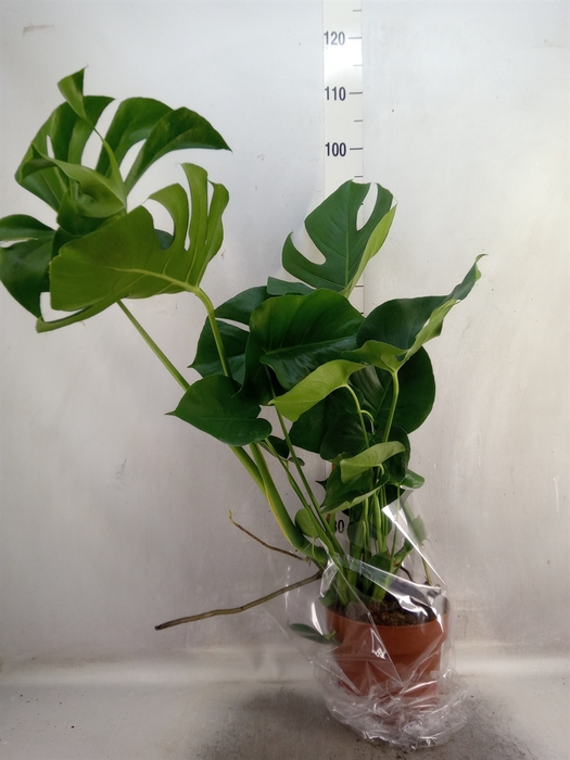 <h4>Monstera delic.</h4>