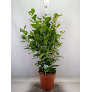 Ficus microcarpa 'Moclame'