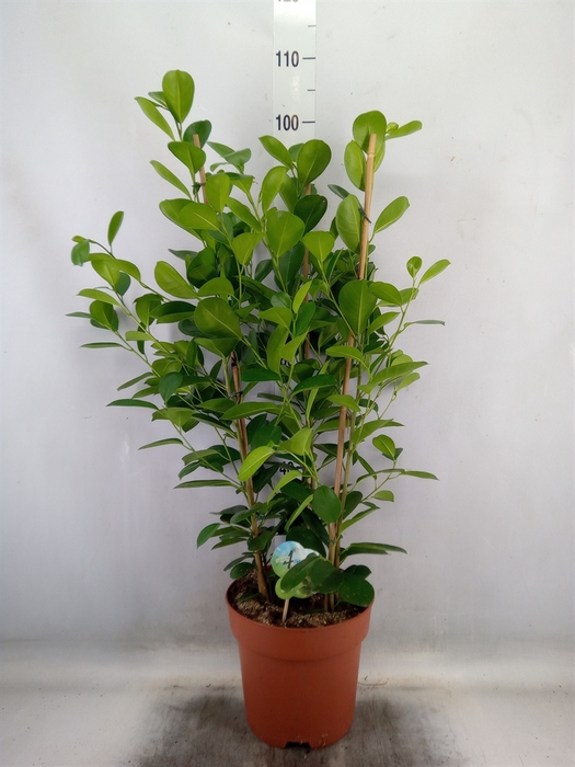 <h4>Ficus microcarpa 'Moclame'</h4>