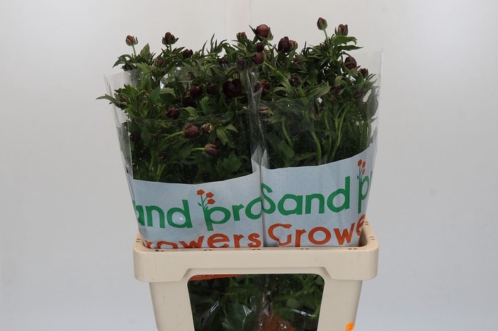 <h4>Ranunculus cort. 'Magical Chocolat'</h4>