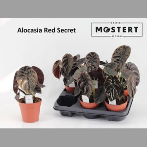 ALOC CU RED SECRET