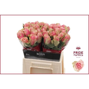 R GR BELLE ROSE