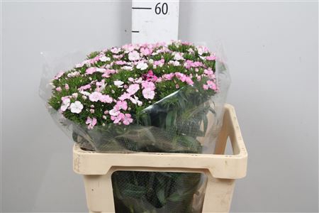 <h4>Di Barb Am Rose</h4>