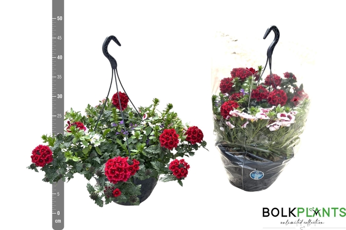 <h4>PERKPL GEM IN POT</h4>