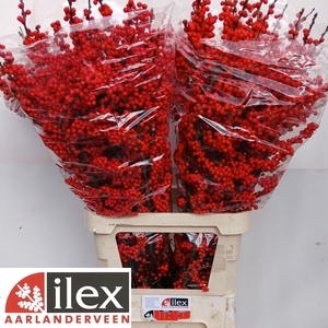 Ilex verticillata red