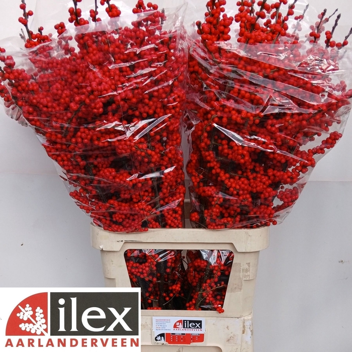 <h4>Ilex verticillata red</h4>