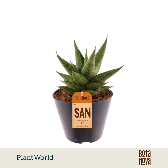<h4>Sansevieria Apollo</h4>