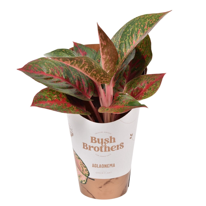 Aglaonema gemengd