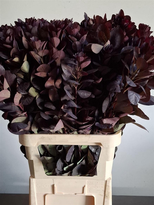 <h4>Cotinus C Royal Purple</h4>