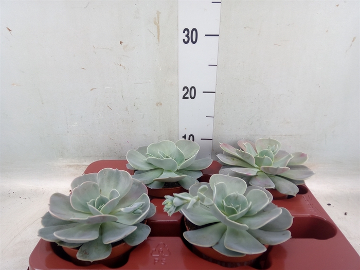 <h4>Echeveria  'Pollux'</h4>