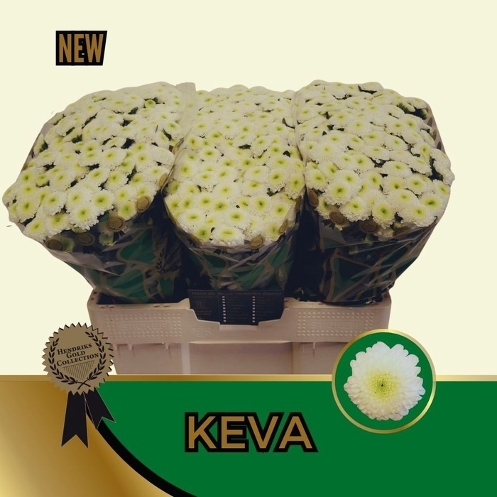 <h4>CHR S KEVA</h4>