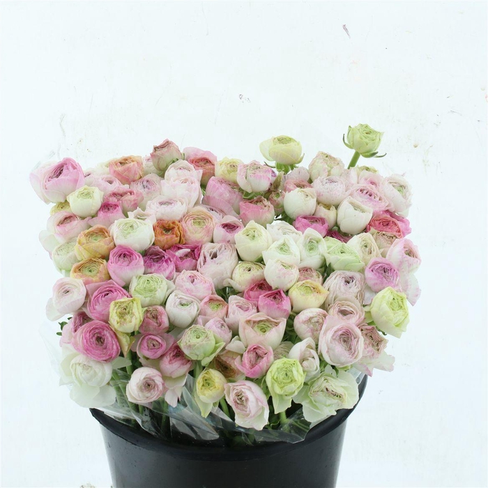 <h4>Ran El Cappuccino Pink Extra</h4>