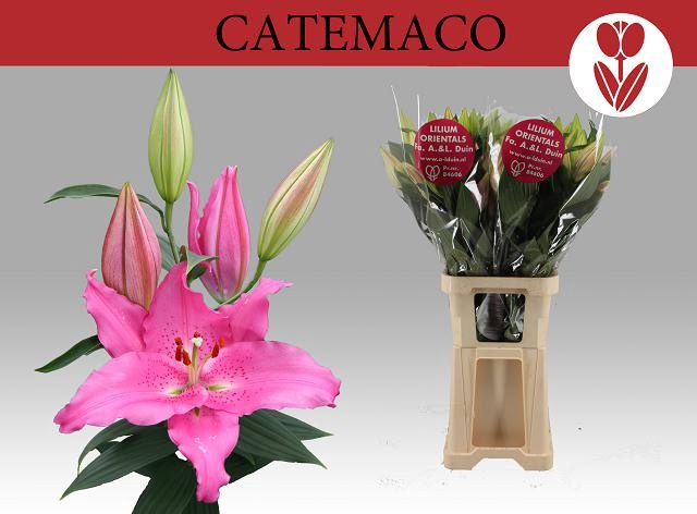 <h4>LI OR CATEMACO</h4>