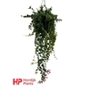 Aeschynanthus Pink Polka hangpot Met knop