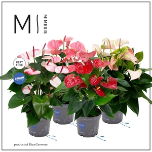 Mimesis Anthurium KARMA Happy mix - 17 cm