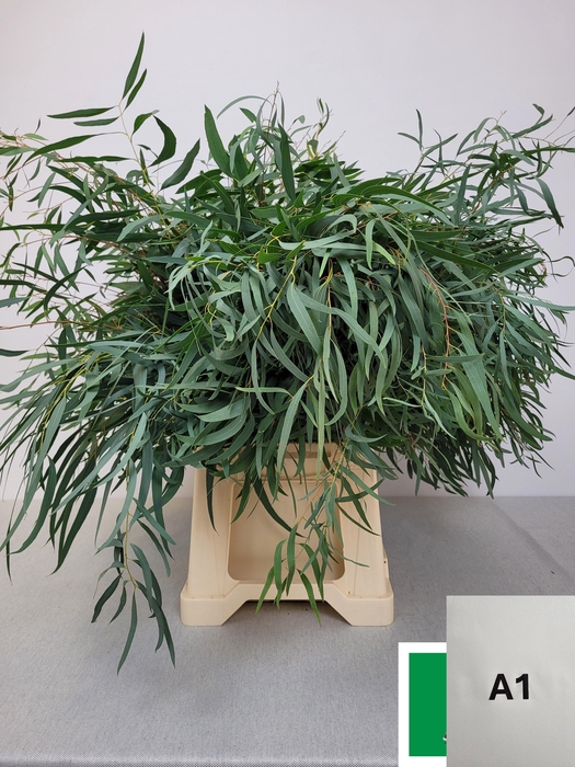 <h4>EUC NICHOLII PB</h4>